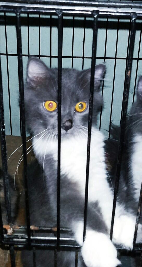 Kitten Persia Medium Betina dan Jantan Longhair