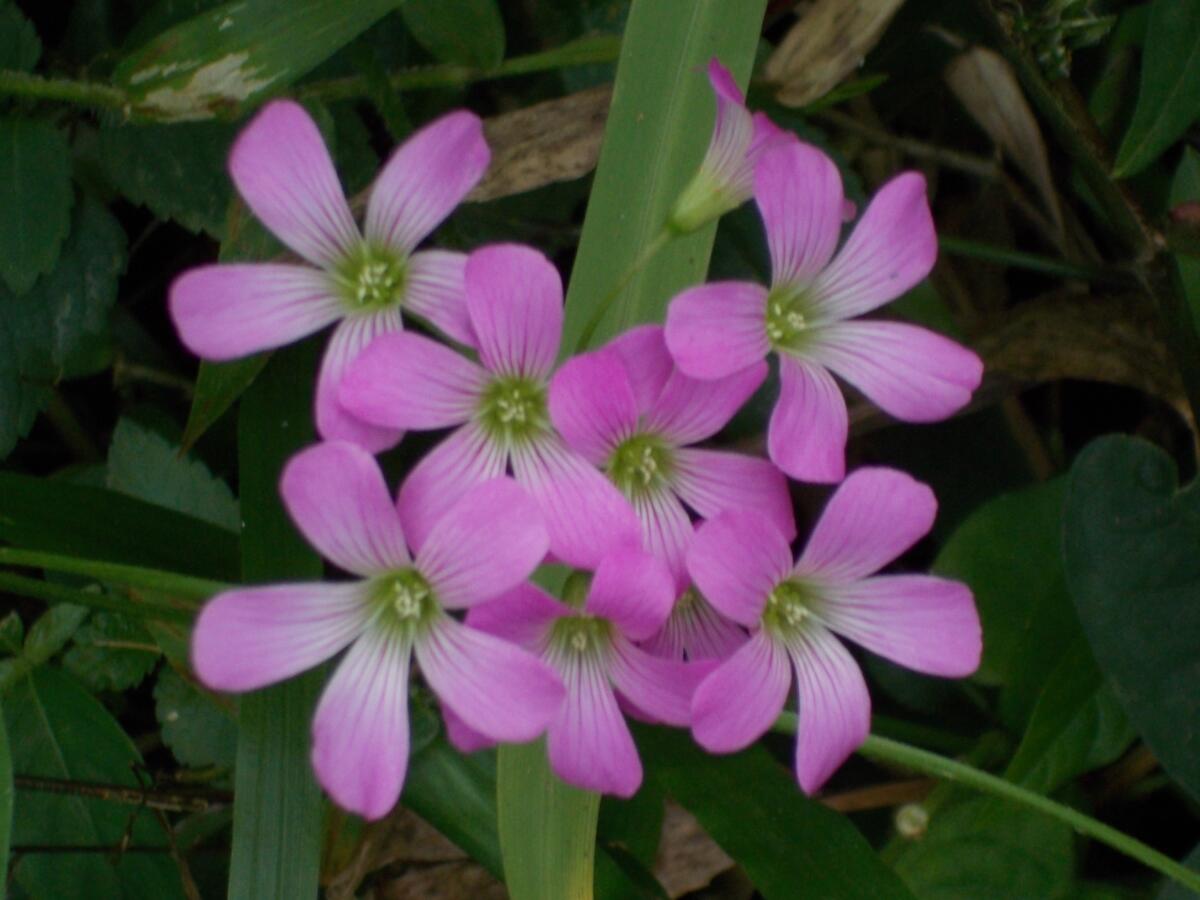 [Tanaman Hias] Bunga hutan ternyata cantik-cantik