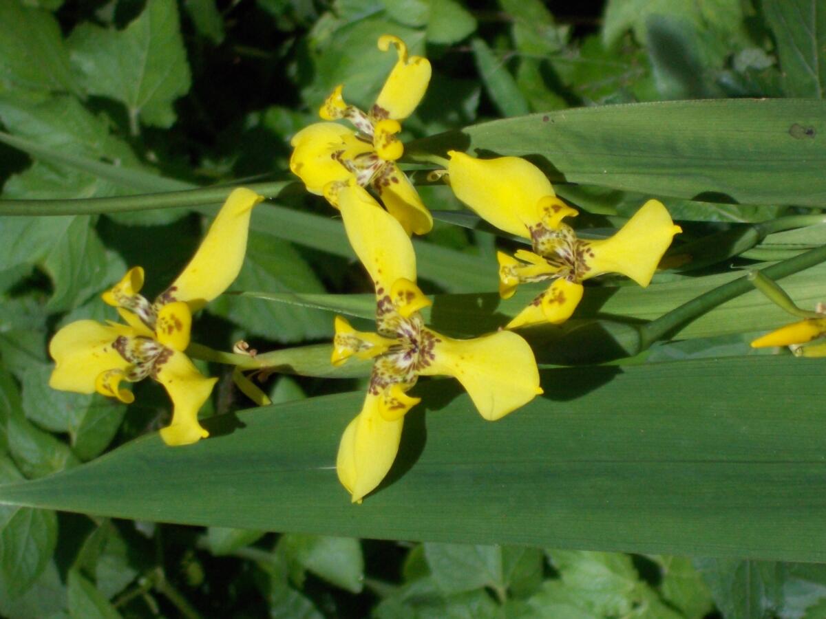 [Tanaman Hias] Bunga hutan ternyata cantik-cantik