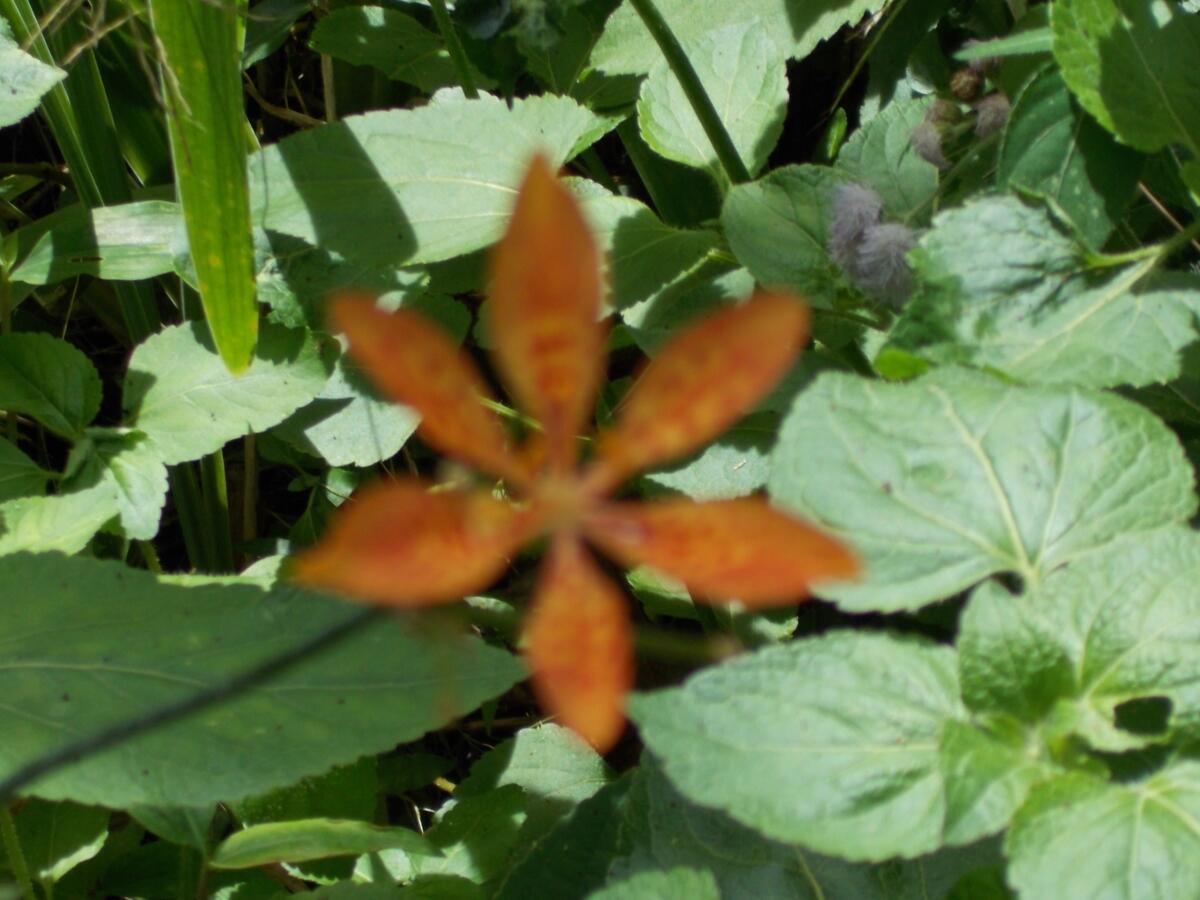 [Tanaman Hias] Bunga hutan ternyata cantik-cantik