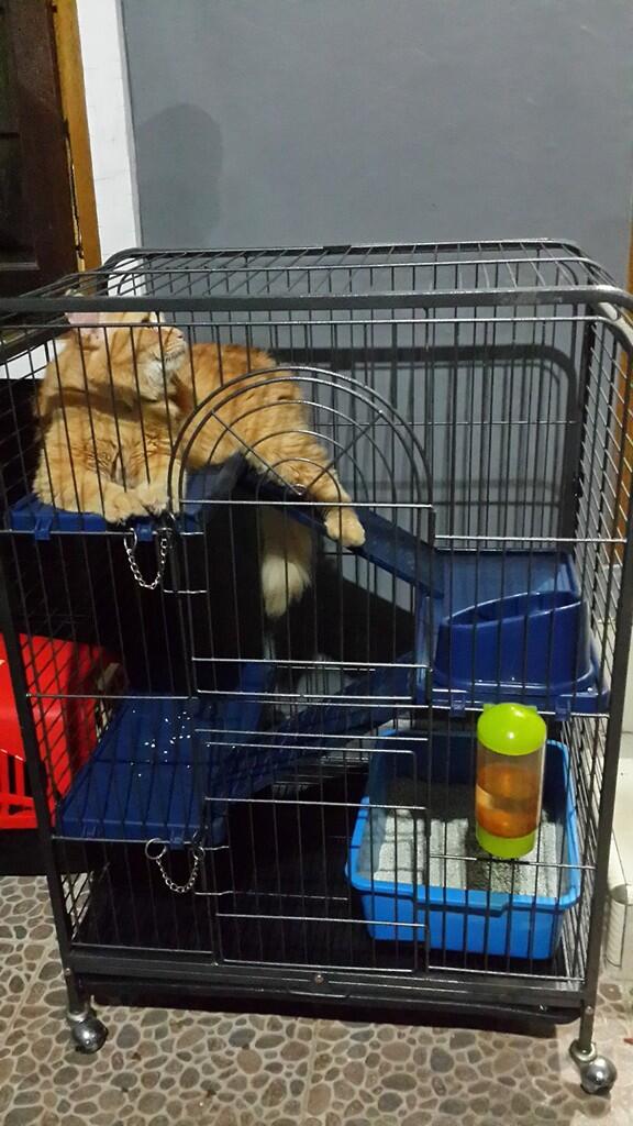 Kucing Perisa Long Hair + kandang + kandang rio