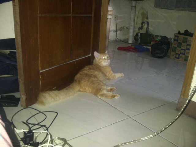 Kucing Perisa Long Hair + kandang + kandang rio