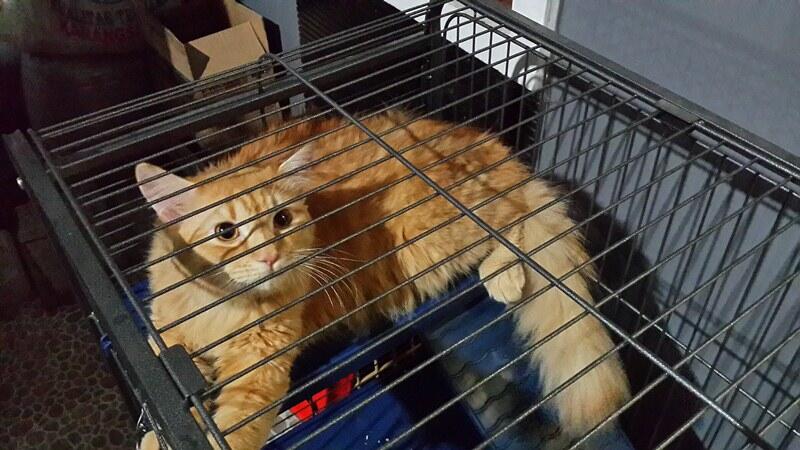 Kucing Perisa Long Hair + kandang + kandang rio