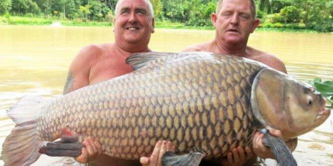 Ikan mas terbesar di dunia nih gan
