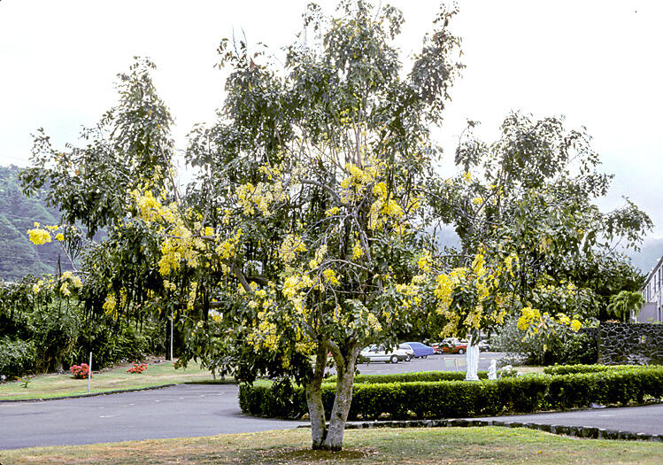 Pohon Penyerap CO2 (Karbondioksida)