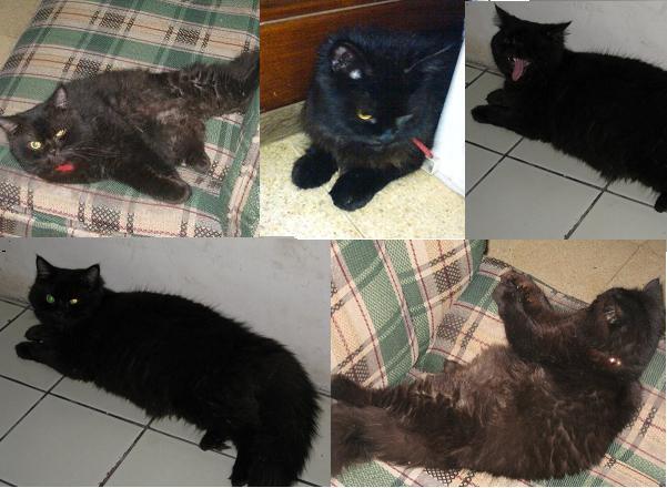 semi HIBAH anakan kucing persia murah aja gan bandung
