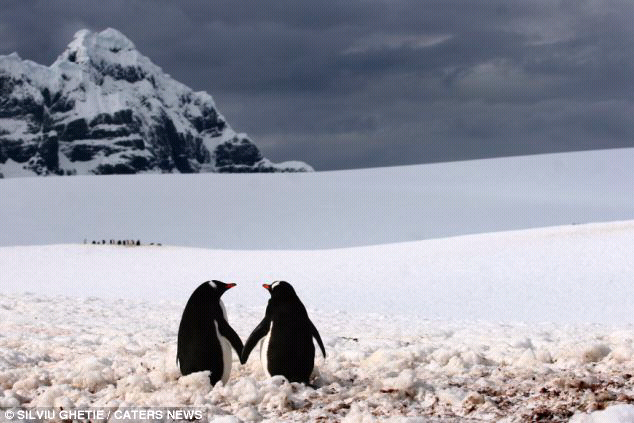 Foto Romantis Pasangan Hewan
