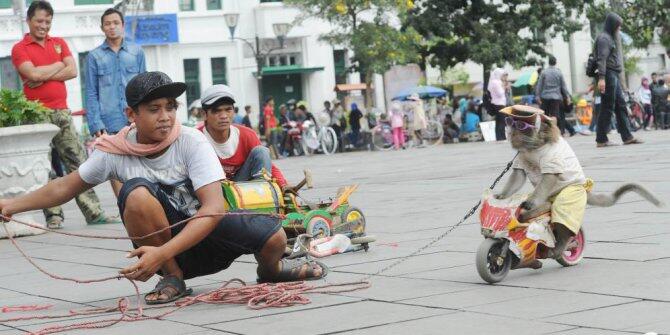 Masalah Topeng Monyet Mendunia, Jokowi Lakukan 4 Langkah ini