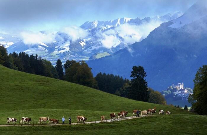 Foto-Foto Pembuatan Keju Asli dari Swiss Gan!