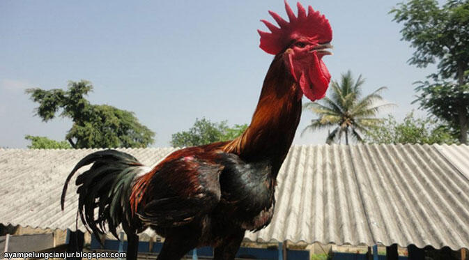 Ayam-Ayam Hias