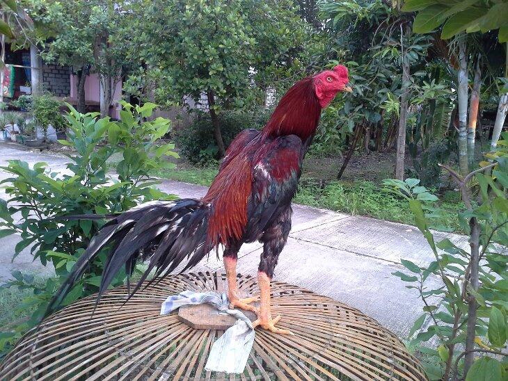Ayam-Ayam Hias