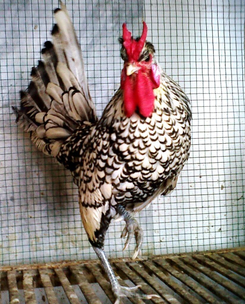 Ayam-Ayam Hias