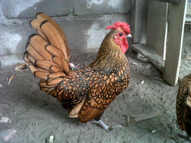 Ayam-Ayam Hias