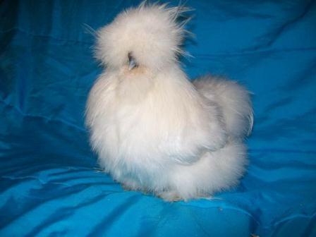 Ayam-Ayam Hias