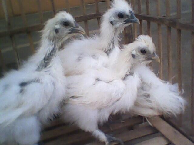 Ayam-Ayam Hias