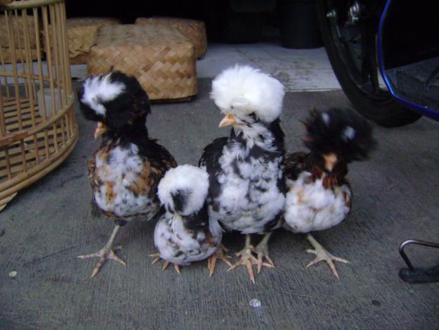 Ayam-Ayam Hias