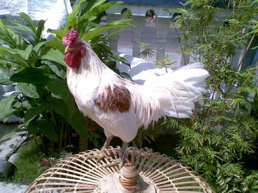 Ayam-Ayam Hias