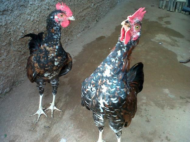Ayam-Ayam Hias