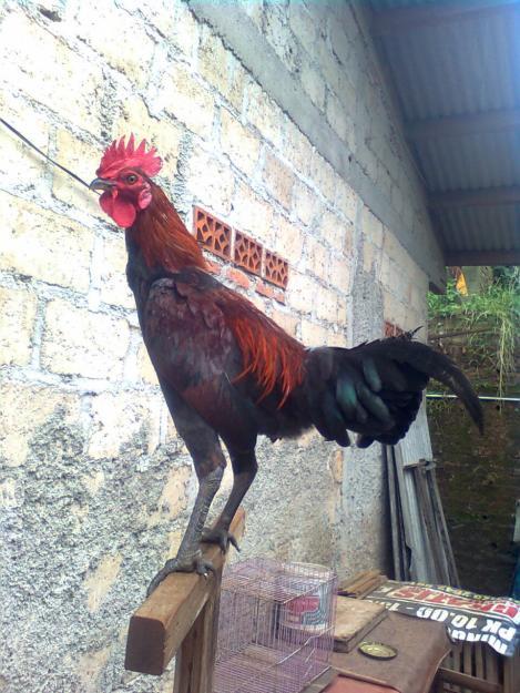 Ayam-Ayam Hias