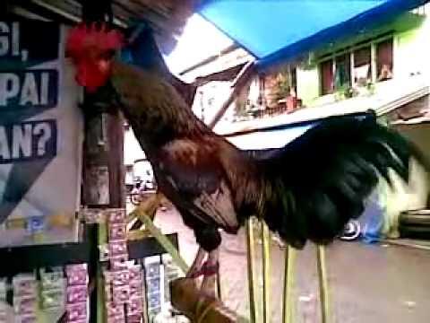 Ayam-Ayam Hias