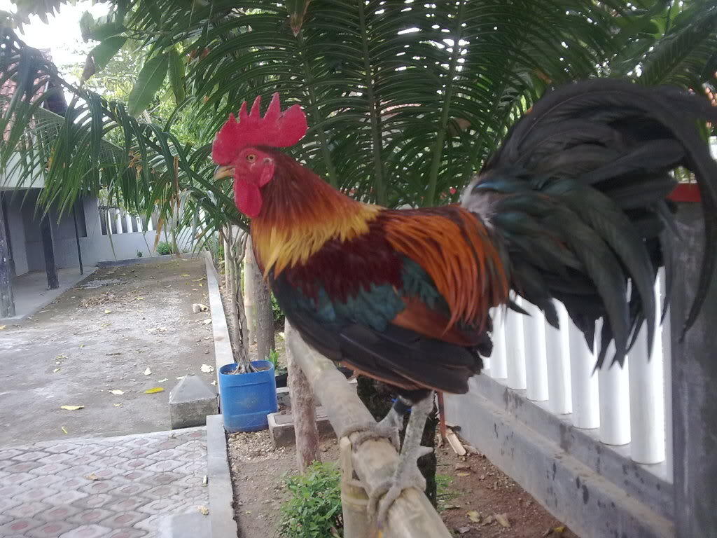 Ayam-Ayam Hias