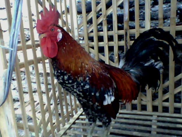 Ayam-Ayam Hias