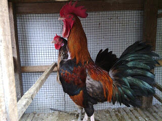 Ayam-Ayam Hias
