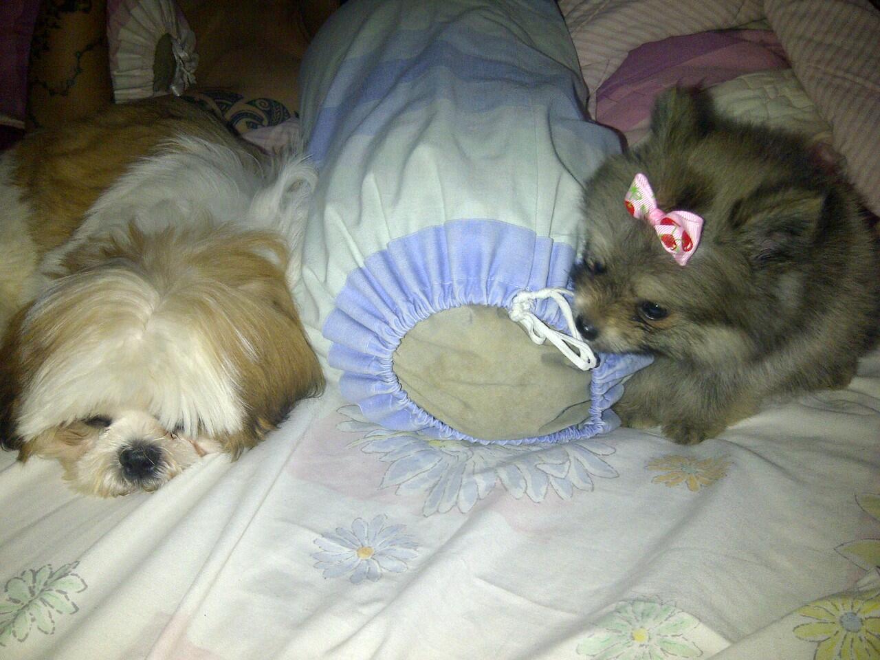 DIJUAL (SEMI HIBAH) MINI POMERIAN MURNI NON STB