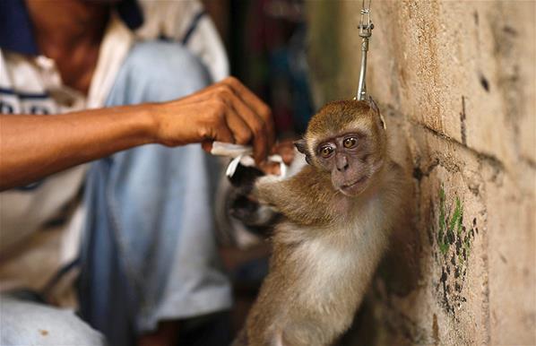 Kekejaman Di Balik Aktraksi Topeng Monyet