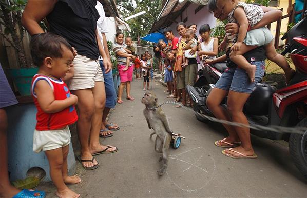 Kekejaman Di Balik Aktraksi Topeng Monyet