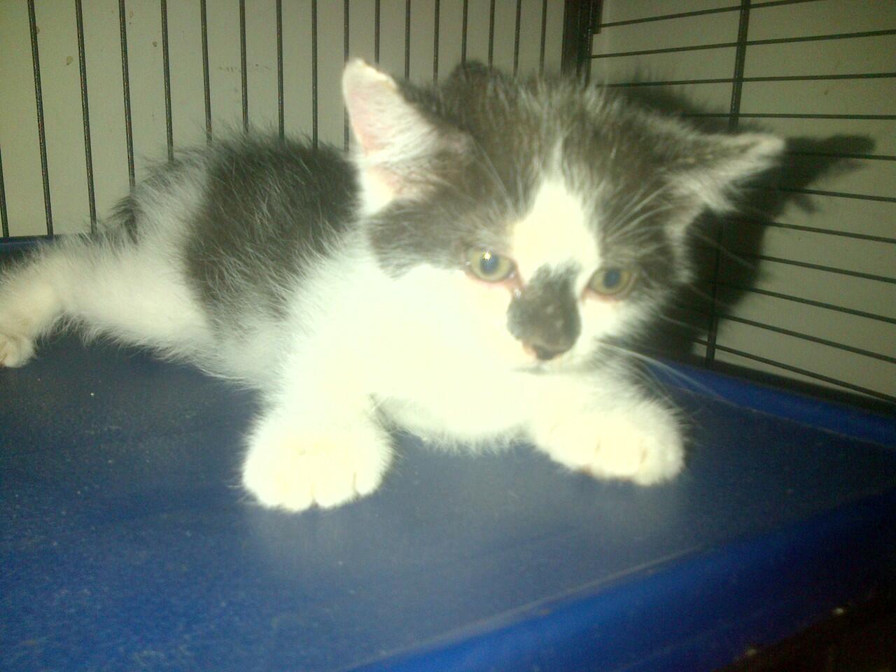 kucing persia campuran