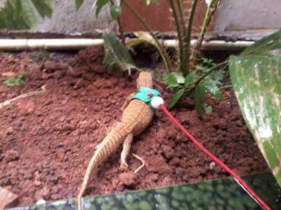 JUAL VARANUS ARGUS/GOULDI/PANOPTES BABY AJIBBBB