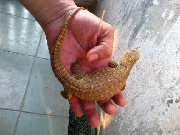 JUAL VARANUS ARGUS/GOULDI/PANOPTES BABY AJIBBBB