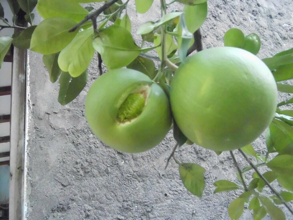 Buah Perawan Dari Bali... Udah Denger ??