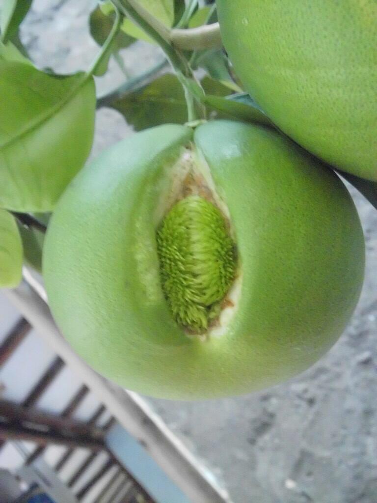 Buah Perawan Dari Bali... Udah Denger ??