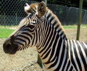 Ini Orang atau Zebra *tepok jidat