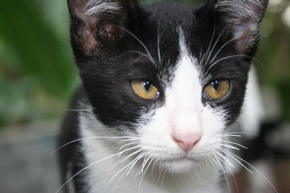 MENGENAL KUCING KAMPUNG DARI WARNANYA