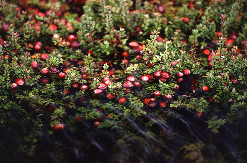 &quot;Carnberry &quot; Buah kecil penuh manfaat