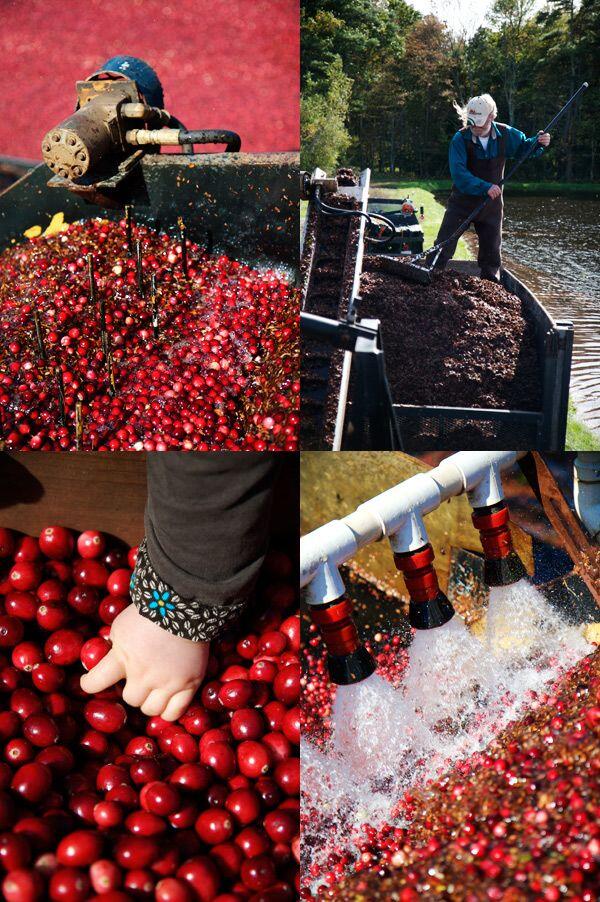 &quot;Carnberry &quot; Buah kecil penuh manfaat