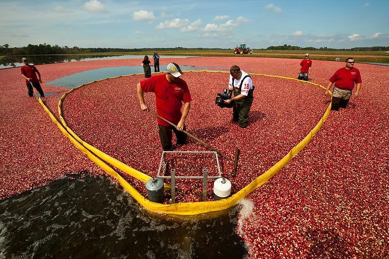 &quot;Carnberry &quot; Buah kecil penuh manfaat