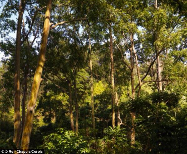 Pohon Emas Tumbuh di Australia