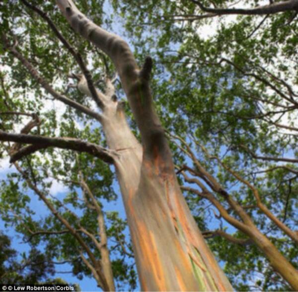Pohon Emas Tumbuh di Australia