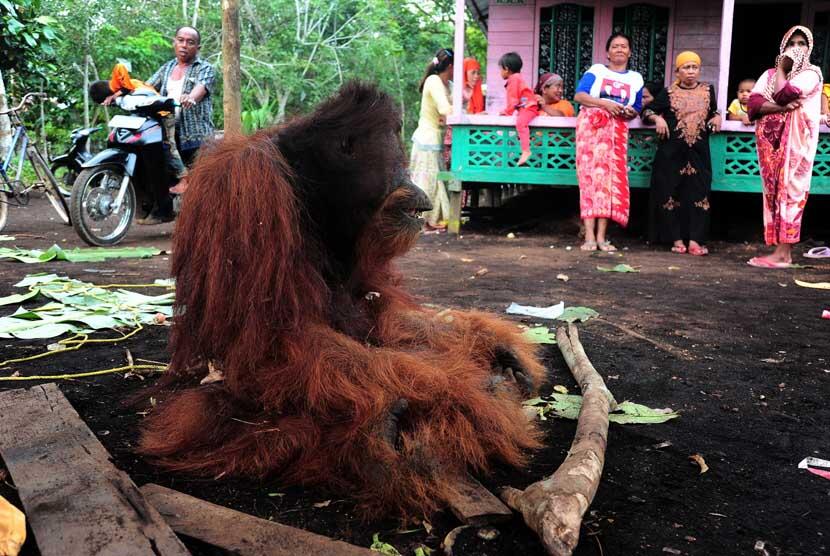 Orangutan Tewas Setelah Ditangkap Warga | :(