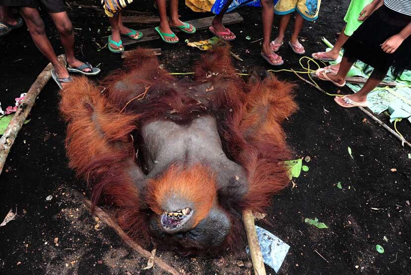Orangutan Tewas Setelah Ditangkap Warga | :(