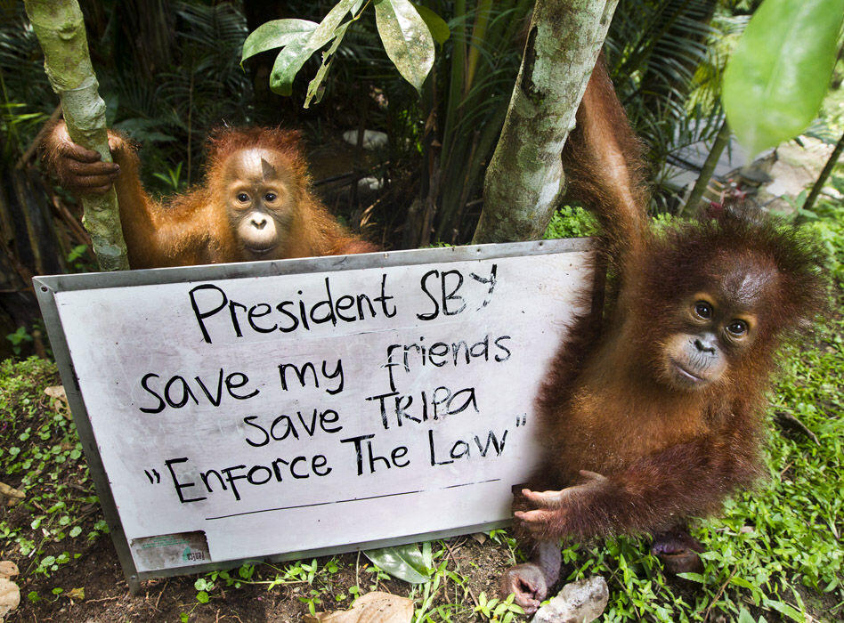 Orangutan Tewas Setelah Ditangkap Warga | :(