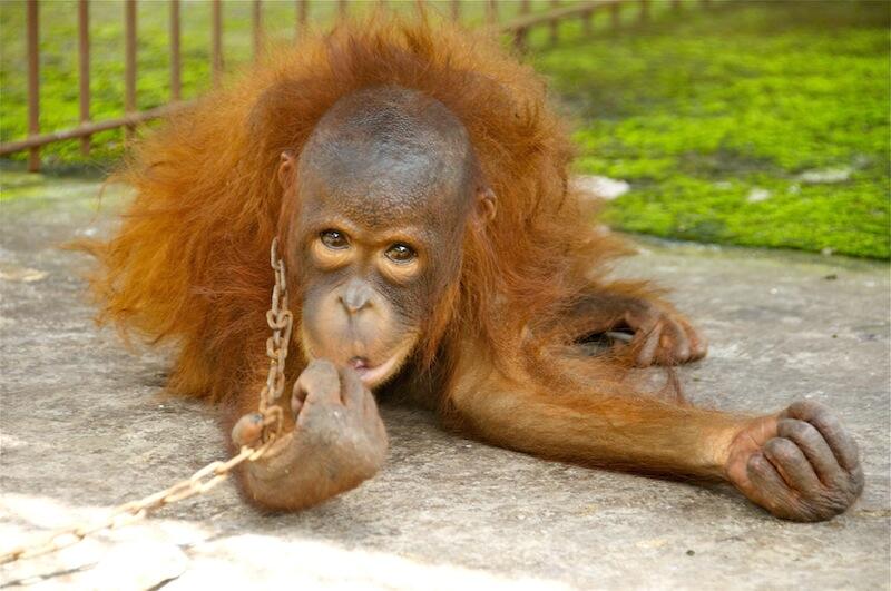 Orangutan Tewas Setelah Ditangkap Warga | :(