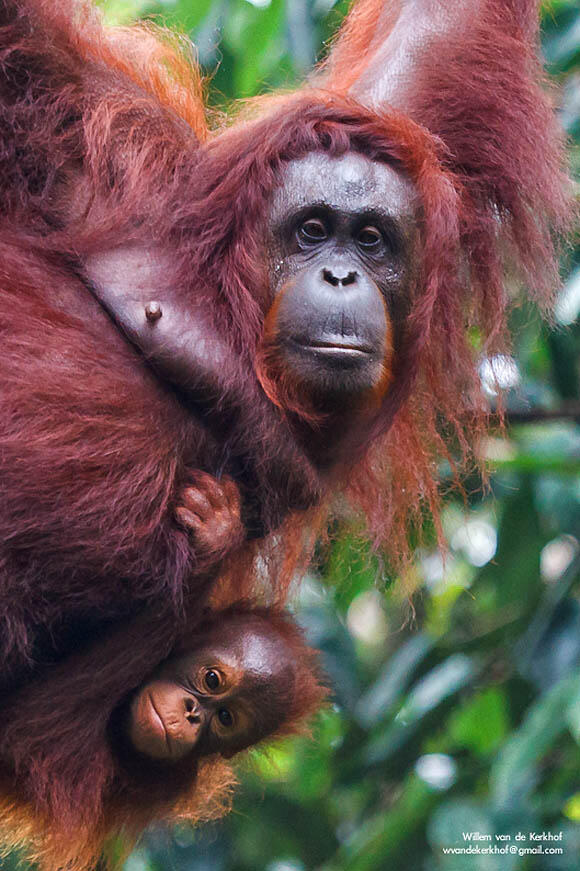 Orangutan Tewas Setelah Ditangkap Warga | :(