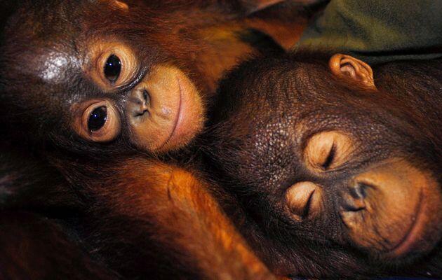 Orangutan Tewas Setelah Ditangkap Warga | :(