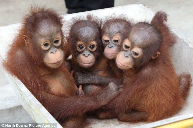 Orangutan Tewas Setelah Ditangkap Warga | :(