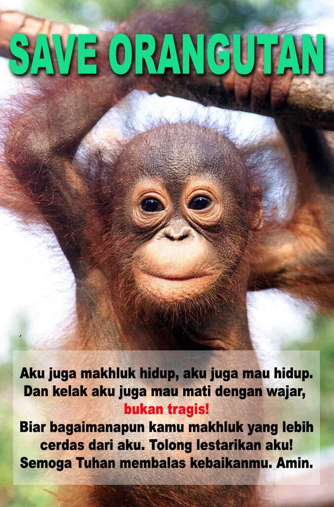 Orangutan Tewas Setelah Ditangkap Warga | :(